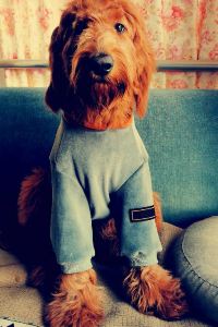 Zhiwubuyan 西安鐘樓諾富特酒店優惠