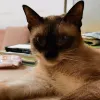 Avatar 1