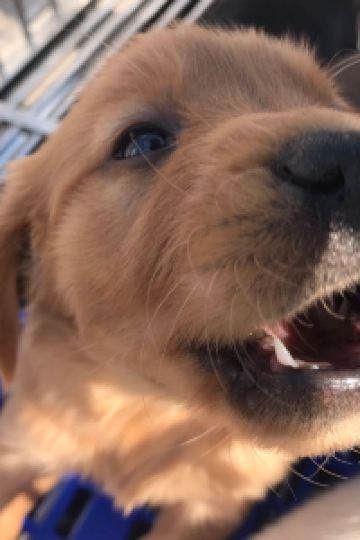 comax 天然温泉 灯の湯 ドーミーイン PREMIUM 小樽 クーポン