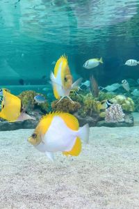 M226542**** 京都東山希爾頓逸林飯店優惠