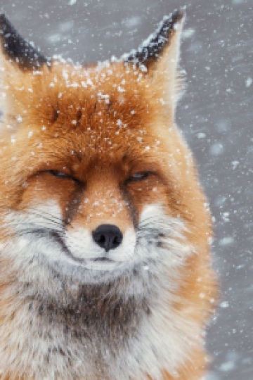 M243504**** JR西日本グループ ヴィアイン京都駅八条口 クーポン