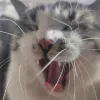 Avatar 3