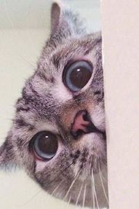 Guangdongdoufuzha 廣州瑰麗酒店優惠