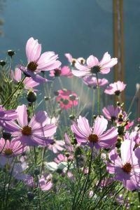 1592109**** ホテルリソルトリニティ博多 クーポン