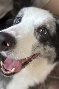 Weitongxue 紅色康乃馨皇宮中的魯本斯酒店優惠