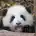 盒子哥哥123