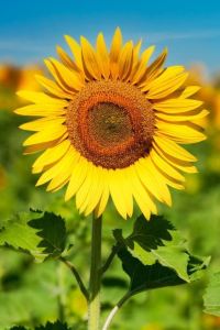 7541 北京麗亭華苑飯店優惠