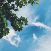 Avatar 1