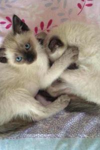 Summer0431 塞拉亞酒店優惠