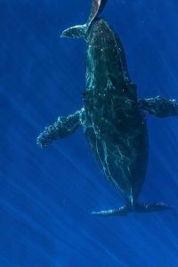 Cetacean, Judge 淺草天空步道LiVEMAX酒店優惠