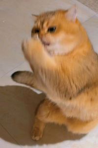 M305467**** 三亞珊瑚灣文華東方酒店優惠