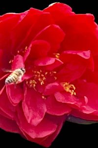 xmpan 上海和平飯店優惠