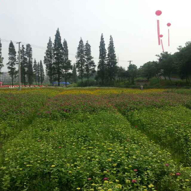 黑豹A