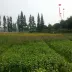 黑豹A
