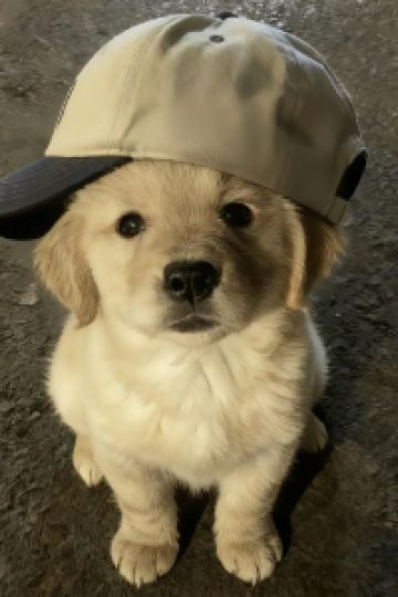 Naizhaxiaomantou 深圳灣熙琳那希酒店優惠