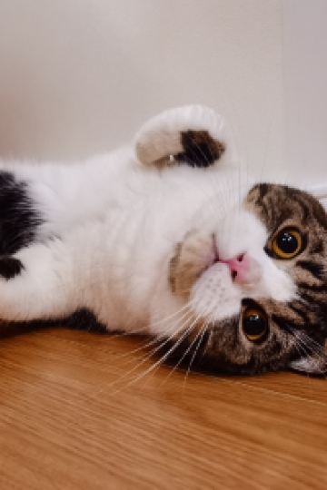 Tangpingdewangxiaolan 通化萬峯北辰五洲皇冠酒店優惠