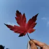 Avatar 1