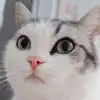 user-icon