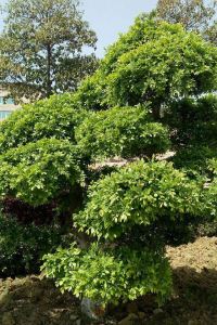 Yuanxiaoquan 尚品假日飯店（廣州新白雲國際機場店）優惠