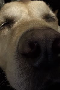 Wudaohezhi 深圳鵬瑞萊佛士酒店優惠