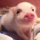 Dunzaiqianggenkenqiezi