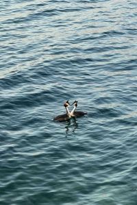 M484287**** 慕尼黑維克多酒店優惠