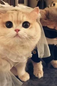 _WeChat497040**** 聊城麗洲璞悦酒店優惠