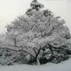Avatar 1