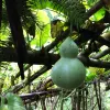 Avatar 1