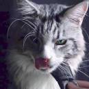 DiqiuonlineVIPwanjia