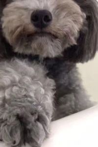 Chenxiaobeibalaba 東莞松山湖凱悦酒店優惠