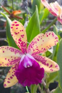 Azhuge 成都寬窄巷子希爾頓歡朋飯店優惠