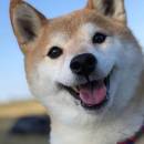 Yangxiaoyangdezhuanshuhao