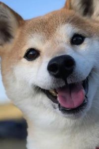 Yangxiaoyangdezhuanshuhao 佳兆業可域精選酒店（深圳大鵬店）優惠