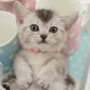 Avatar 3