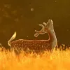 Avatar 1