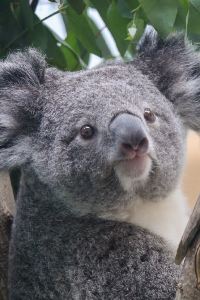 Yong_San 相鉄フレッサイン 京都清水五条 クーポン