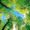 Avatar 1