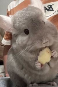 Huobumingbaijiukanshu [瀨之本 黑川溫泉]夢龍膽 別館花泊優惠