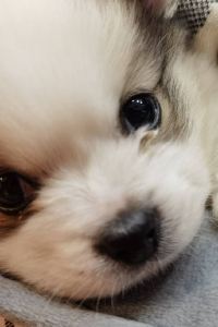 Geiwolaozhangxiaobing 重慶富力假日飯店優惠