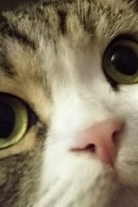 Nanfeidefeng 廣州九龍湖國王酒店優惠