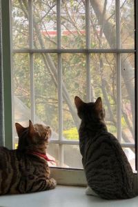 cathy_linghui 上海青浦新城智選假日飯店優惠