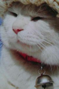 M230044**** 鳳凰清溪禪院優惠