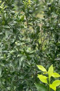 Huang&hua 錦鯉公寓（深圳南山前海店）優惠