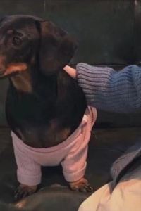 Xiaoxiaodefuchen 麥威公寓飯店優惠