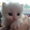 Avatar 1