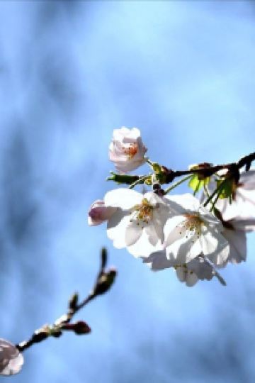 Youyouyangyangdeyanping 秀峰閣　湖月 クーポン