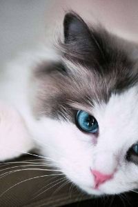 Meimeiji 里士滿青森飯店優惠