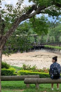Rabbit lio 阿里山茶香花園民宿優惠