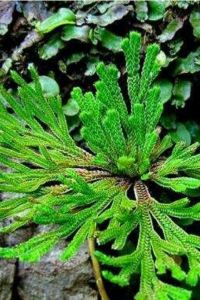 Tanzhifu 烏鎮昭明書舍優惠